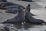 Come see the Elephant Seals at San Simeon
